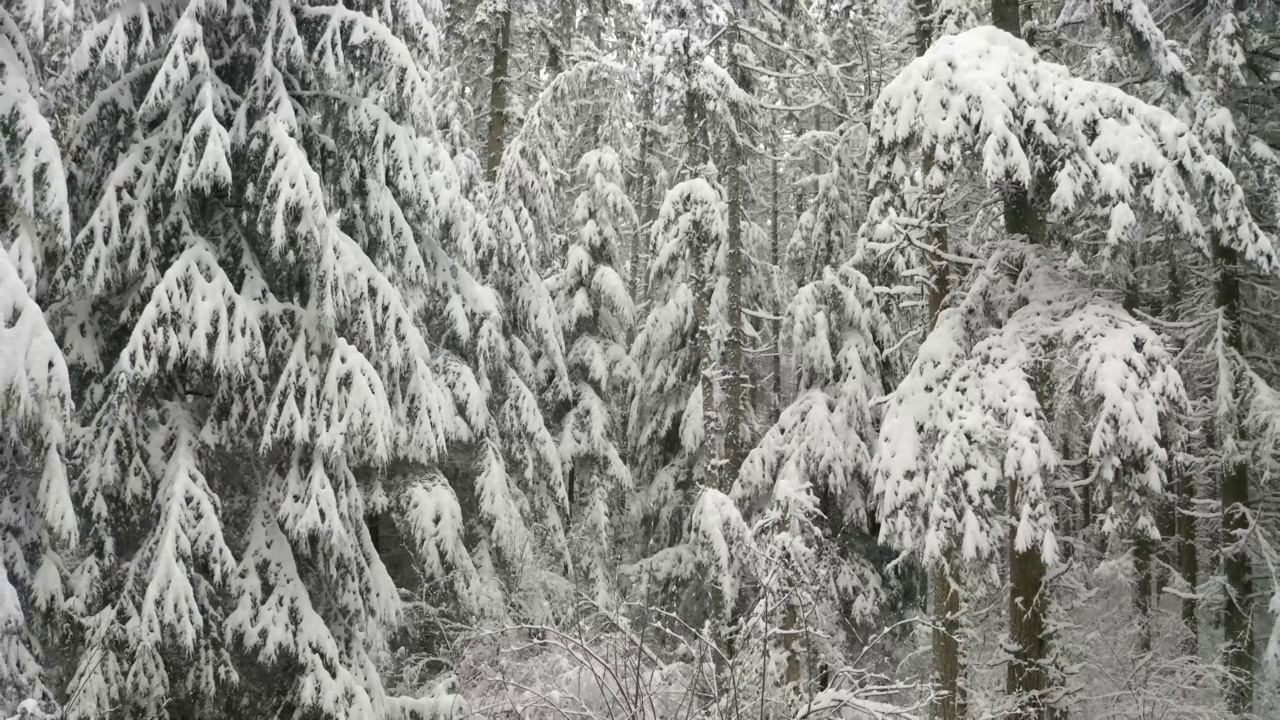 飞过白雪覆盖的松林视频素材