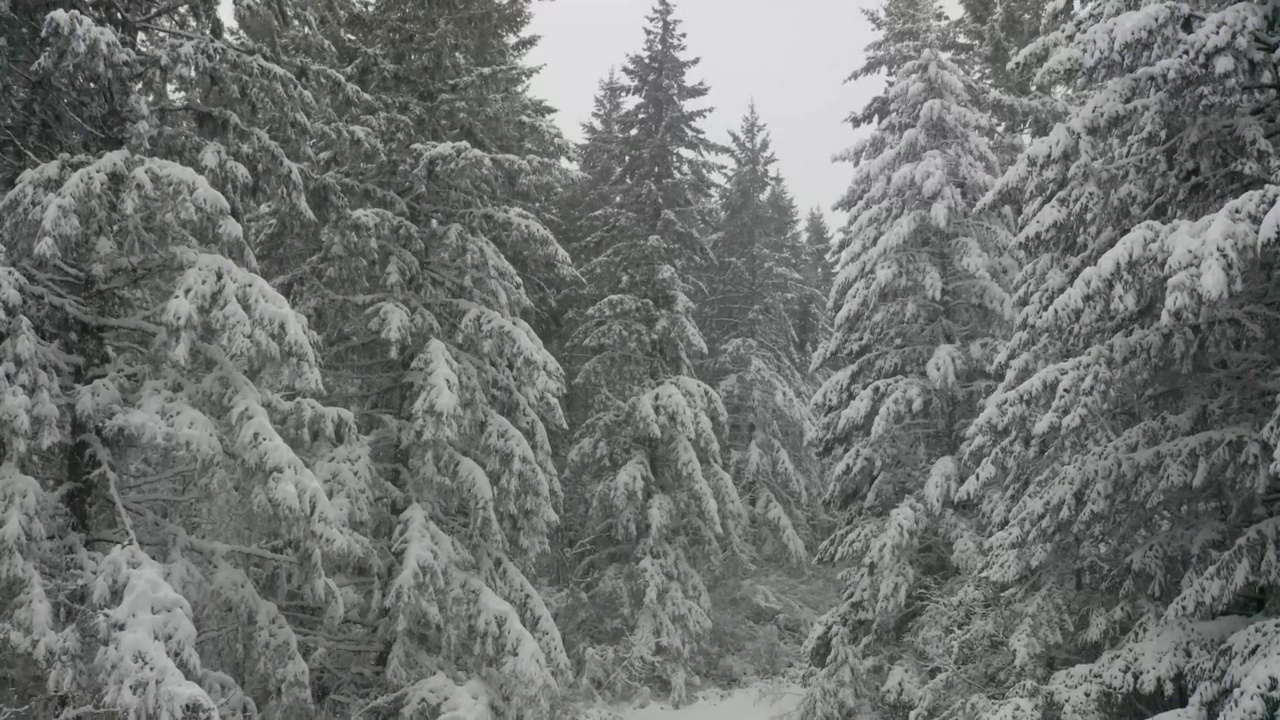 从覆盖着新雪的松林中拔地而起视频素材