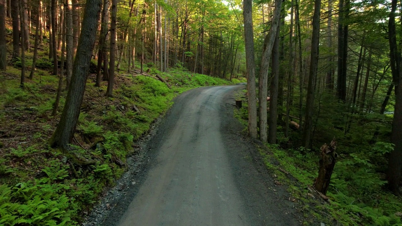 夏天穿过偏僻森林的废弃道路视频素材