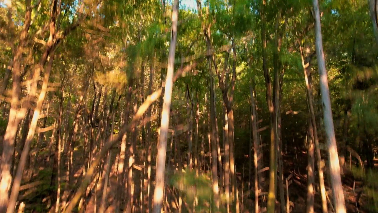 阿巴拉契亚山脉上壮观的夏季日落视频下载