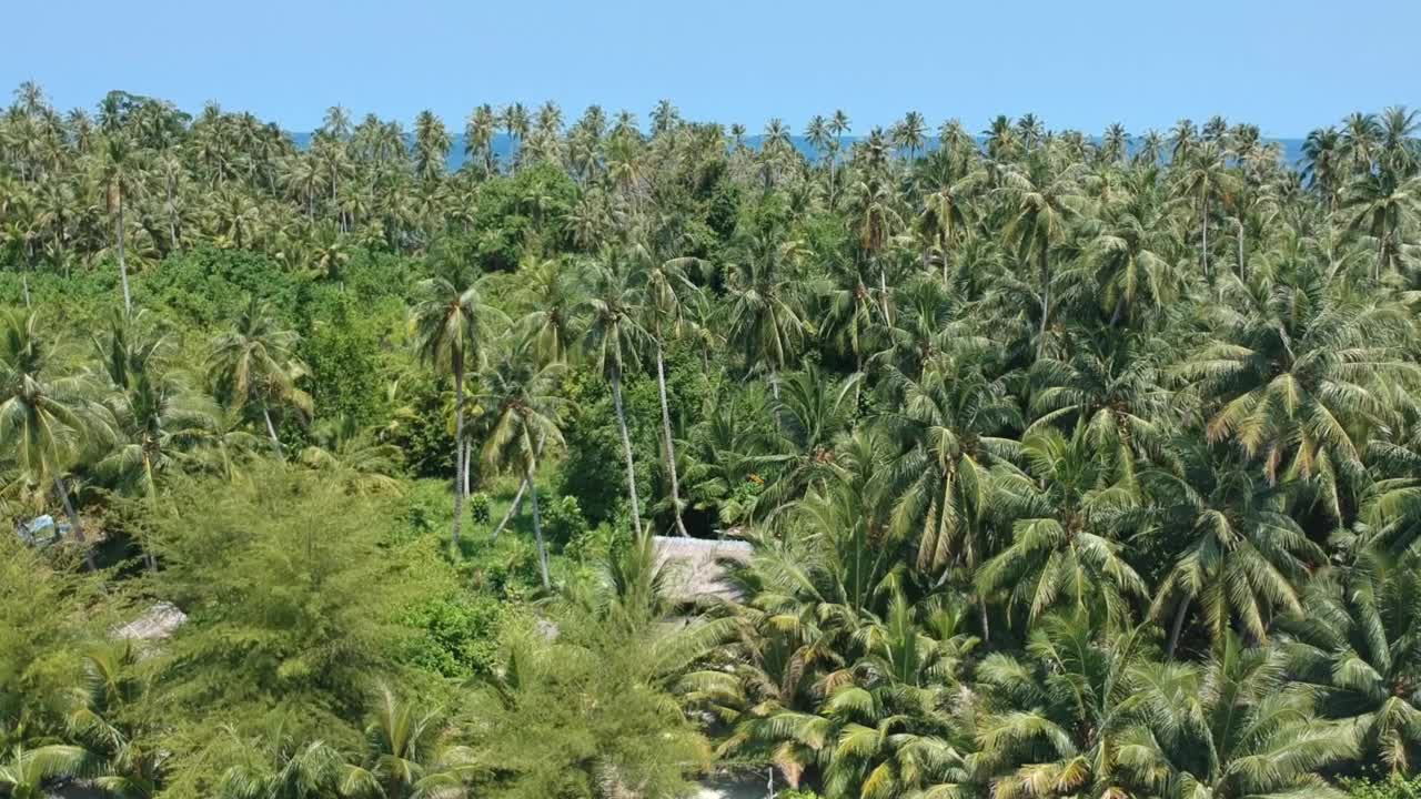 神奇的椰子树在蔚蓝的海水和清澈的天空视频素材