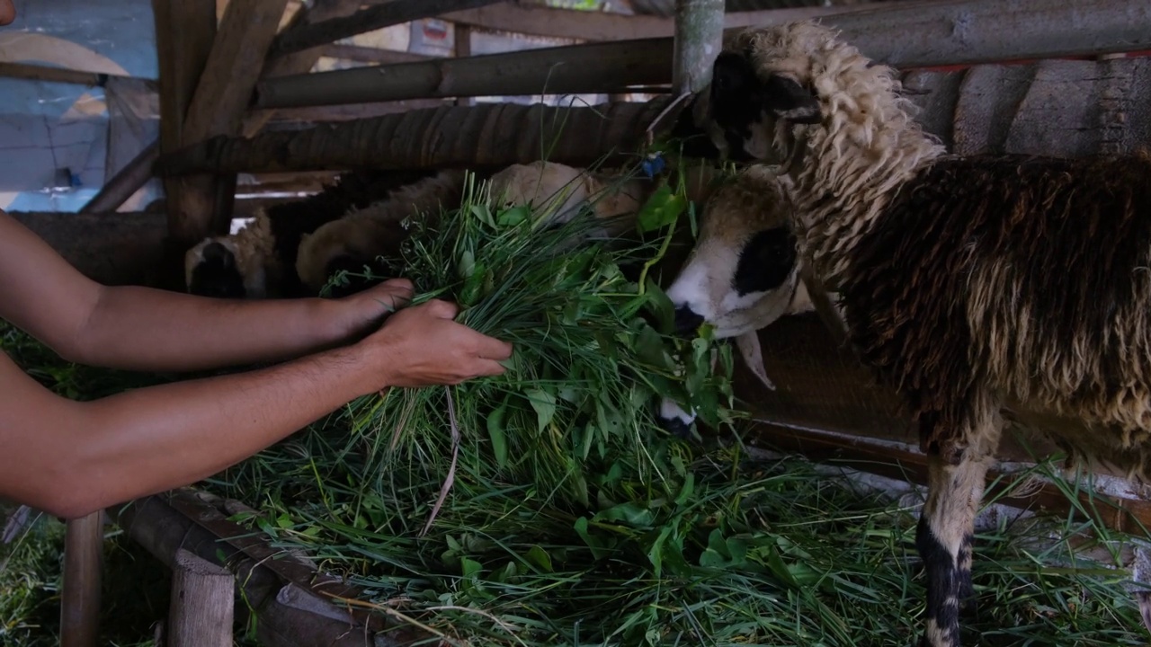 一个人在马厩里喂他的宠物山羊视频素材