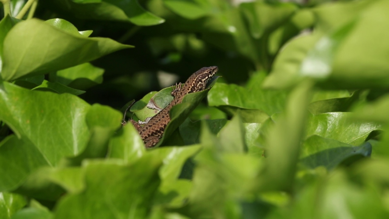 一种非本地的壁虎，Podarcis muralis，正在一种常春藤植物的叶子中寻找食物。视频素材