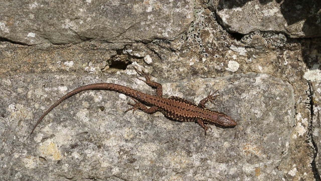 一只非本地的壁虎，Podarcis muralis，在英国的石墙上晒太阳。视频素材