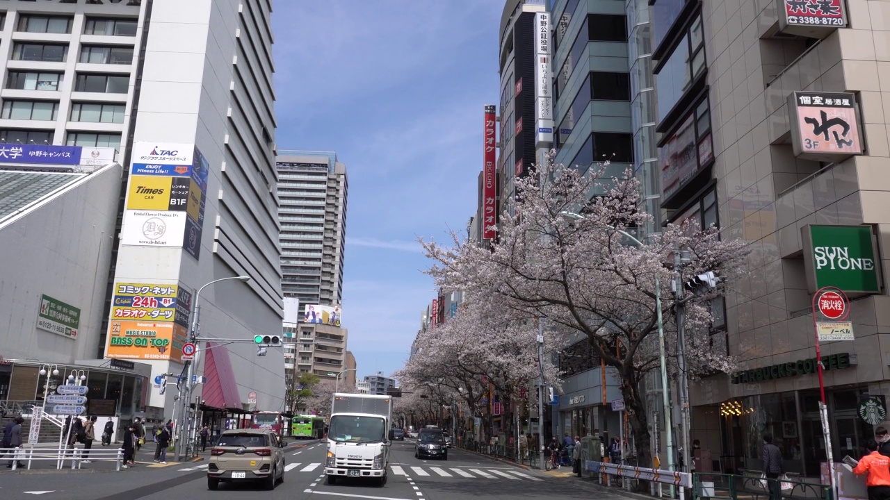 日本的樱花正在盛开视频素材