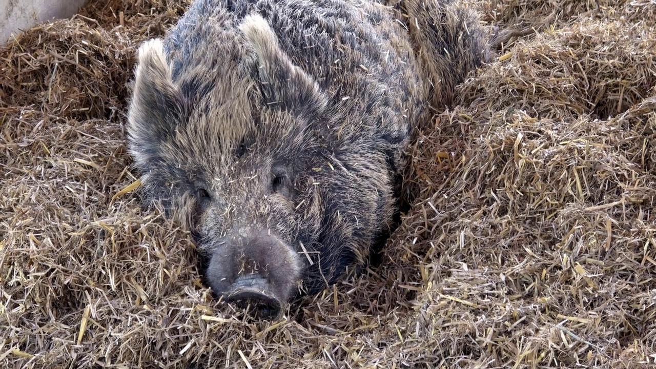 野猪(Sus scrofa)躺在稻草上视频素材