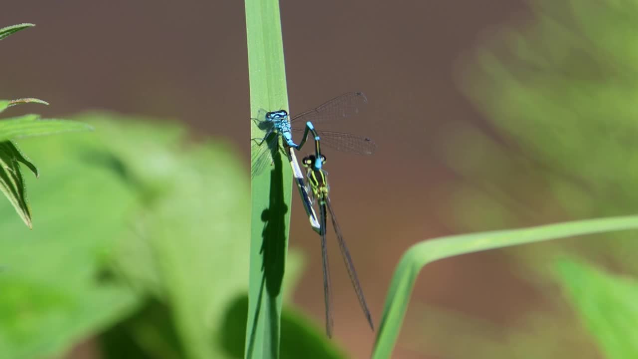 天蓝色豆娘交配，Coenagrion puella视频素材