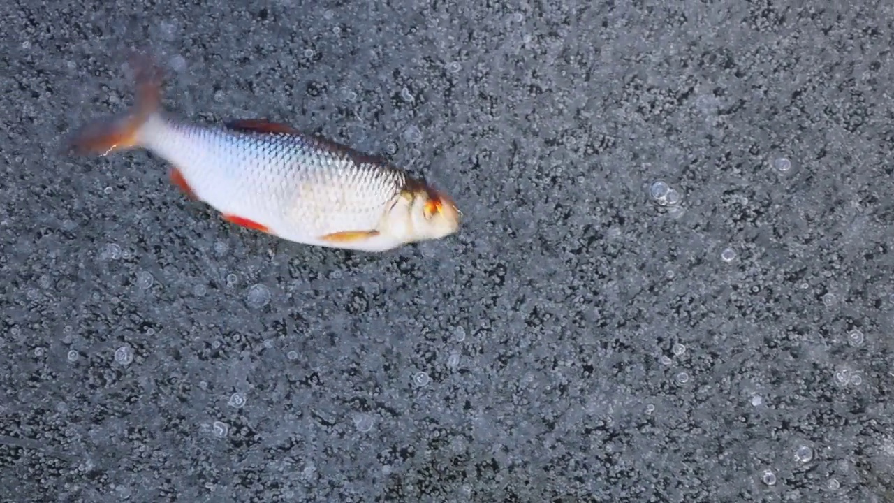 鱼在冰上飞溅，活鱼在冰上跳跃，冬天钓鱼视频素材