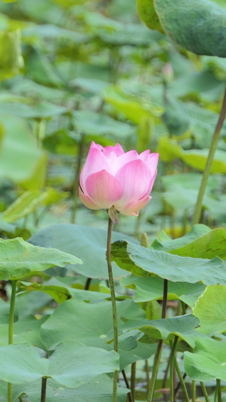 粉红莲花睡莲在早晨盛开。视频素材