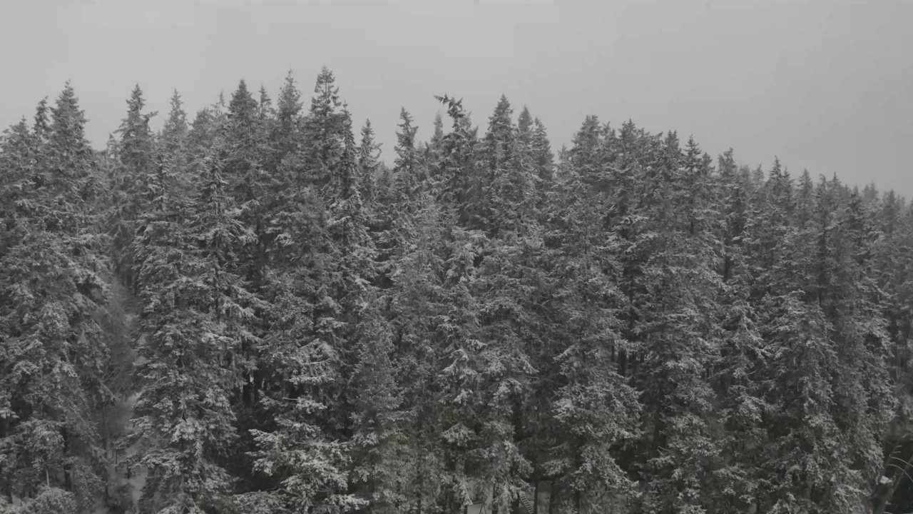 在暴风雪中飞过湖面，然后升到岸边的松树之上视频素材