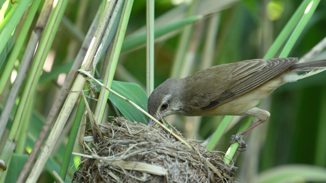 筑巢芦苇莺(Acrocephalus arundinaceus)视频素材