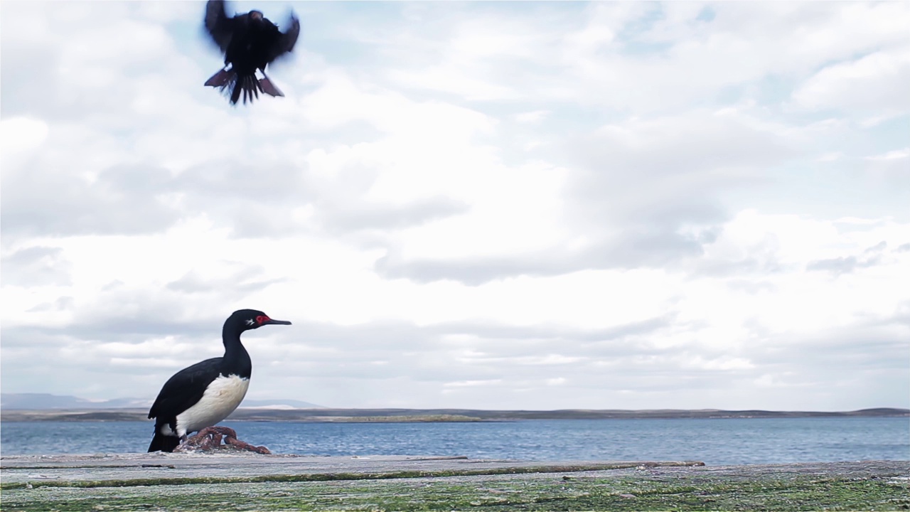 Rock Shags，也被称为麦哲伦鸬鹚(Leucocarbo magellanicus)，位于南大西洋福克兰群岛(马尔维纳斯群岛)的海岸。视频素材