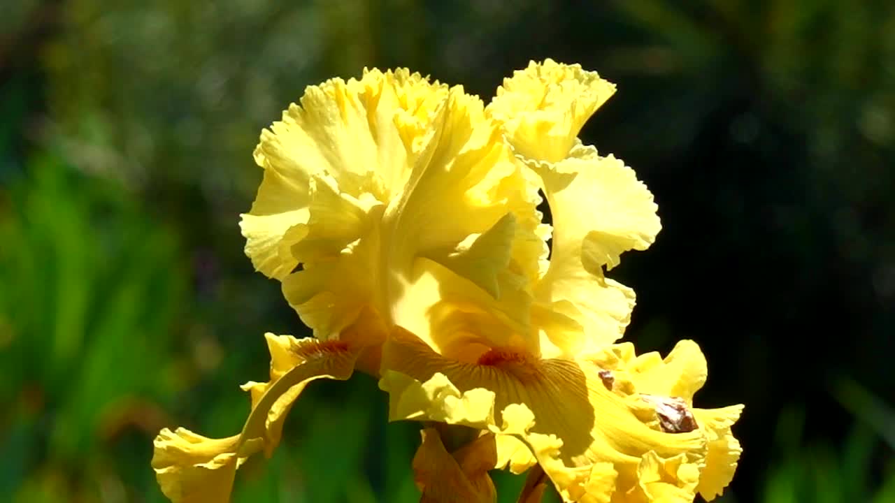 美丽的花朵，观赏植物苗圃，美丽的风景和背景视频素材