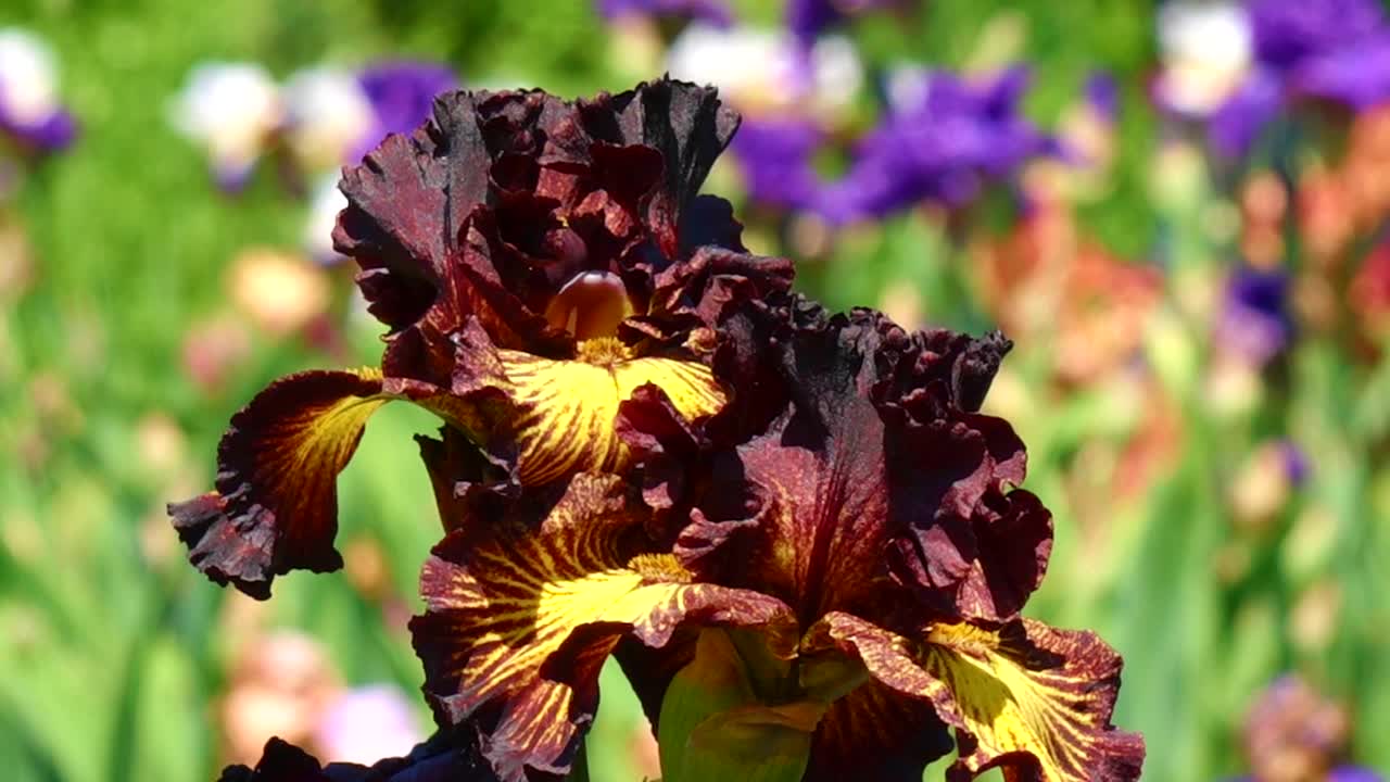 美丽的花朵，观赏植物苗圃，美丽的风景和背景视频素材