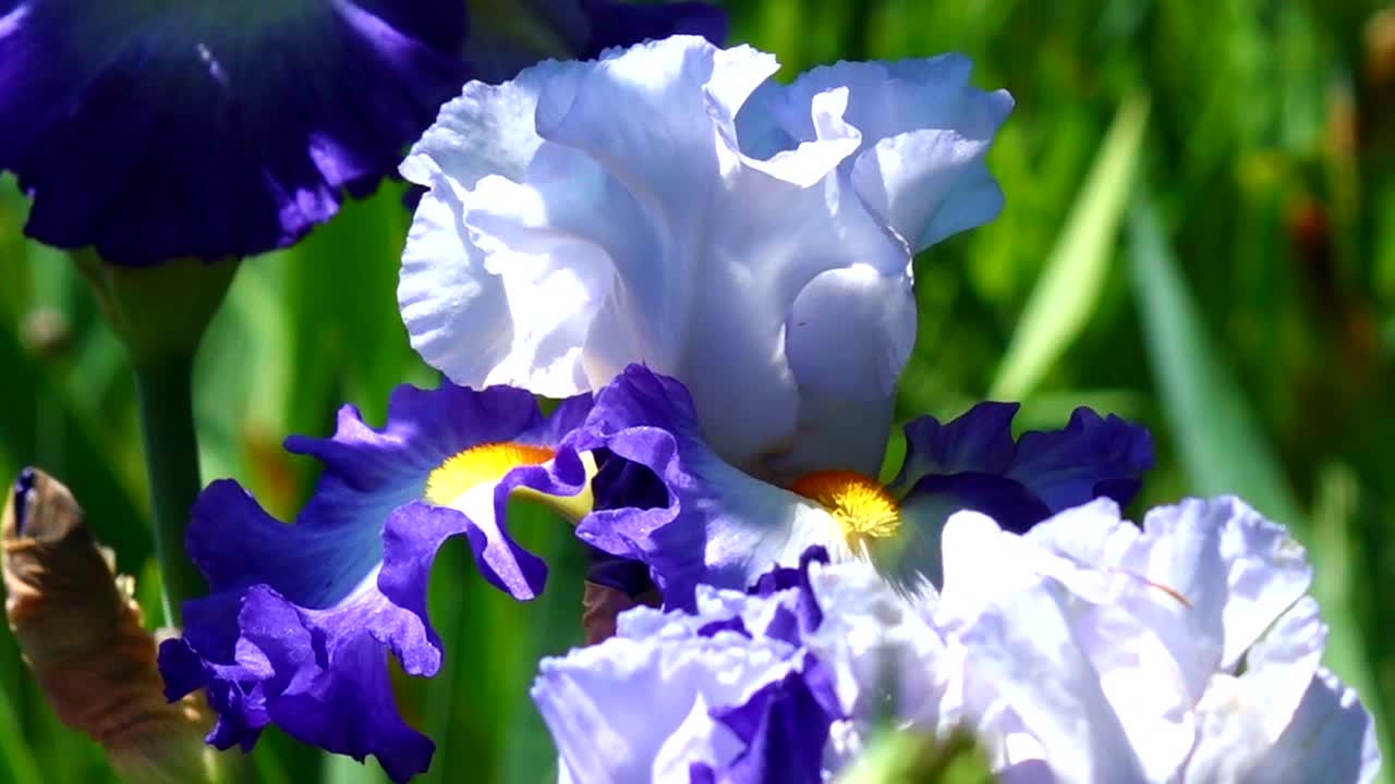 美丽的花朵，观赏植物苗圃，美丽的风景和背景视频素材