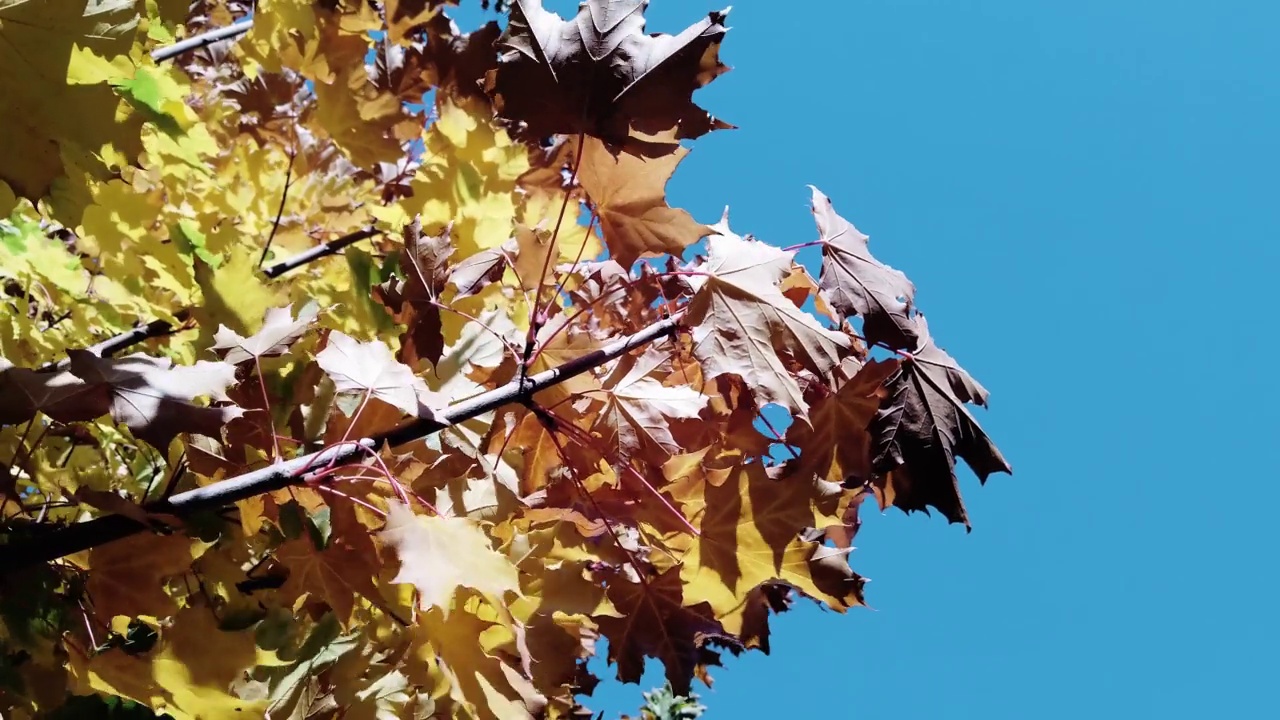 黄色和红色的秋叶映衬着蓝色的天空。落叶在阳光下飘落。视频素材