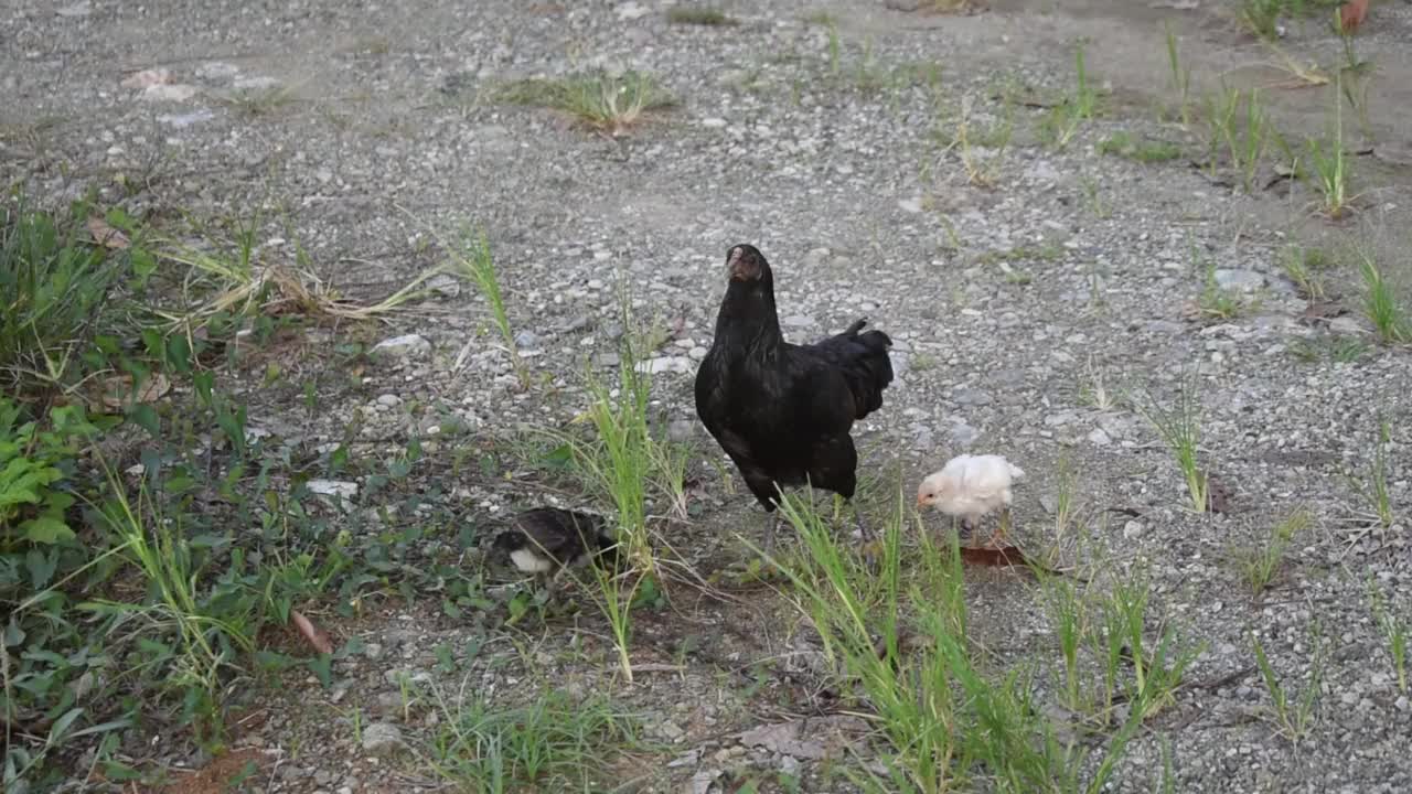 寻找食物的母鸡视频下载