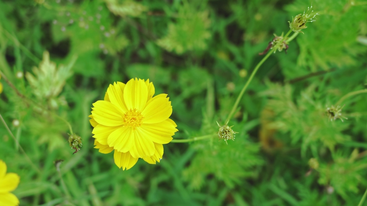 花园里美丽的黄色宇宙花在自然风中摇曳视频素材