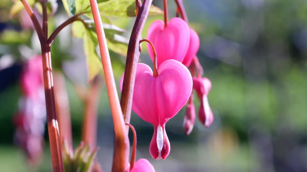 粉红色的花，流血的心，输卵管芽也被称为里拉花，心花，和女士在洗澡。视频素材