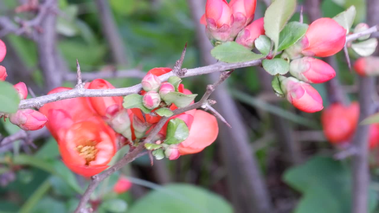 日本木瓜，日本木瓜或毛利木瓜，开花木瓜的一种，原产于日本。橙色的花灌木特写视频素材