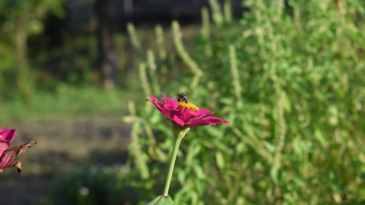 蜜蜂授粉花朵视频素材