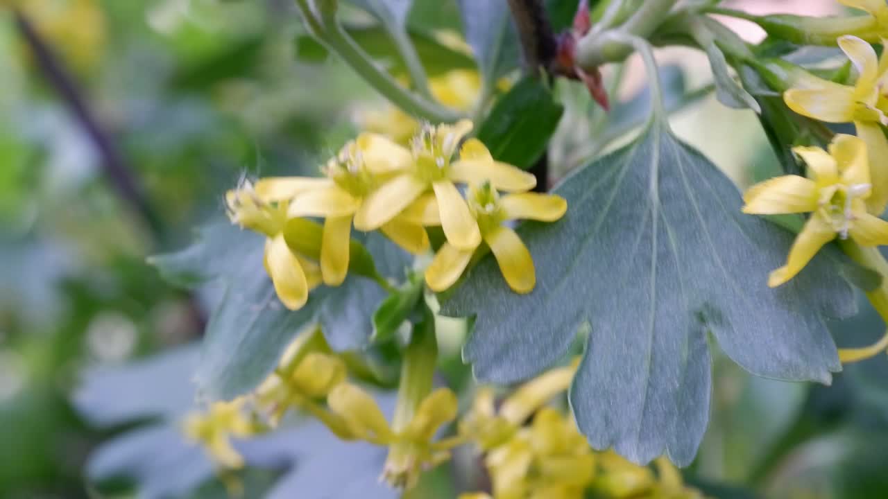 金醋栗，以金醋栗，丁香醋栗，红醋栗和水牛醋栗而闻名，属开花植物视频素材