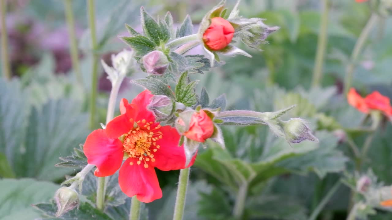 杨木，金菊，金菊或chiloense，橙色小花特写，选择性聚焦视频素材