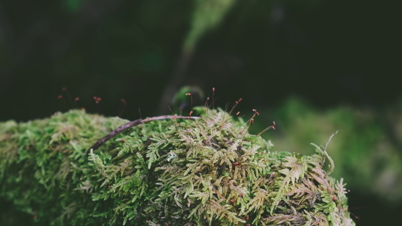 树枝上的苔藓近距拍摄。视频下载