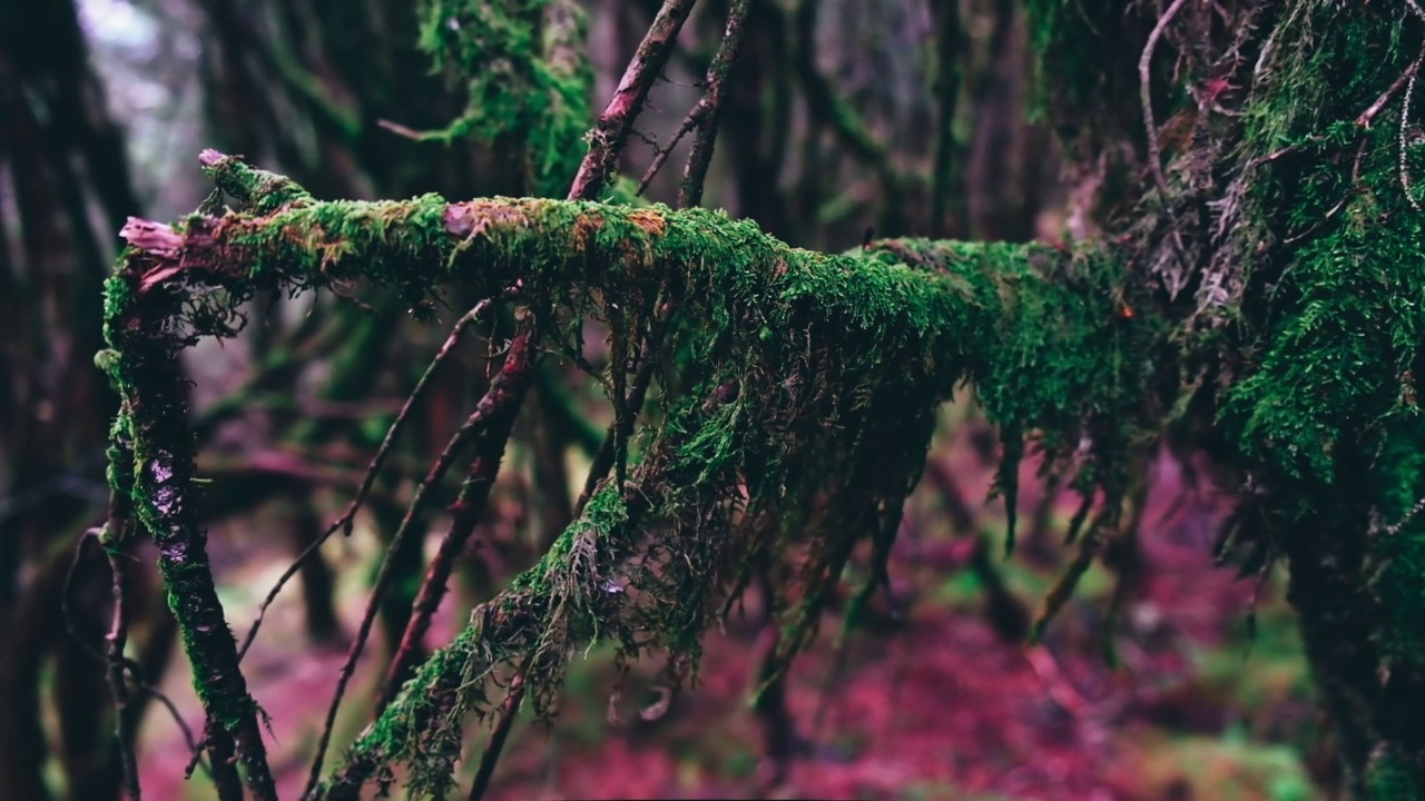 雾状苔藓在树枝上的微距拍摄。视频素材