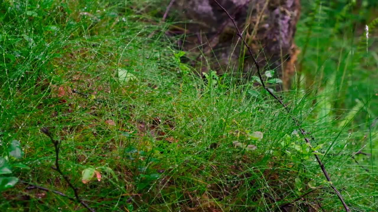 一个人踩在草地上，露水从草地上缓缓落下。登山鞋。视频下载