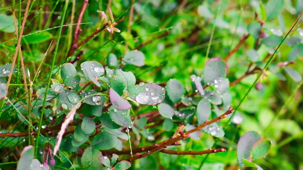 雨中的水滴落在灌木的叶子上。视频下载