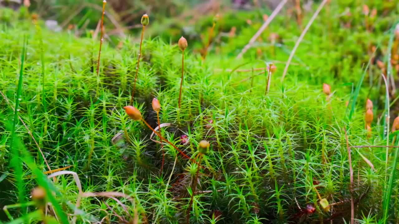 人的脚踩在苔藓上。缓慢的运动。视频下载