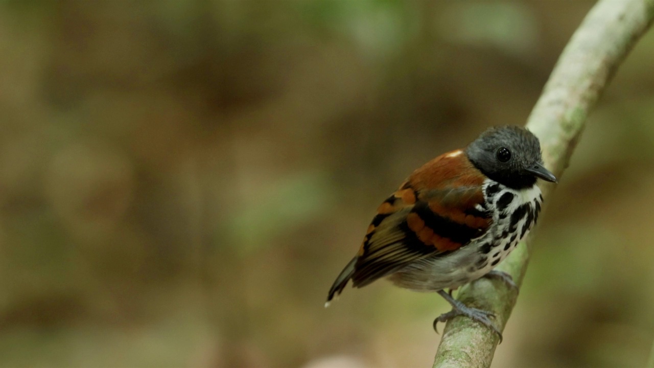 发现Antbird、巴拿马视频素材