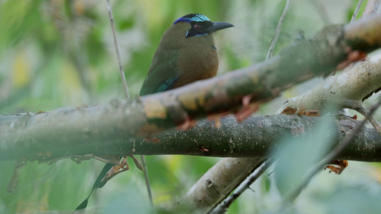 哄抬Motmot、巴拿马视频素材