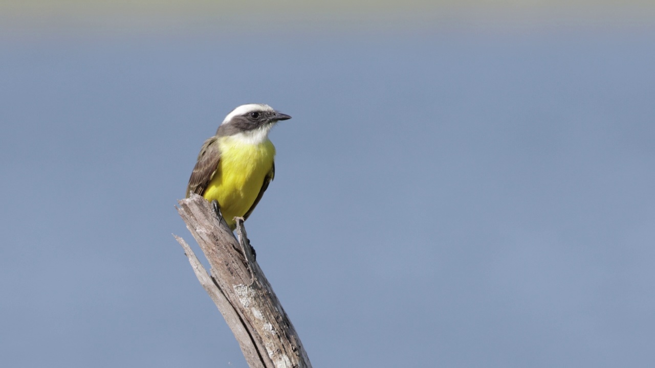 社交Flycatcher，尤卡坦，墨西哥视频素材