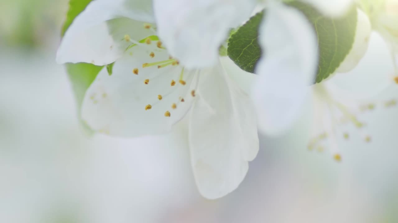 蜜蜂在开花的树上收集花粉的慢动作镜头。春季白苹果花上蜜蜂的观察视频素材