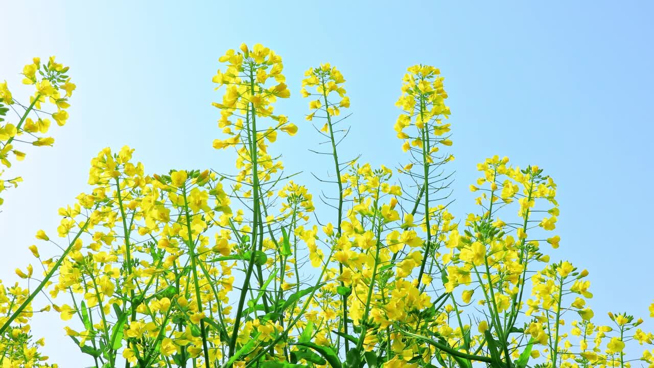 黄色的油菜花在春天开放视频素材