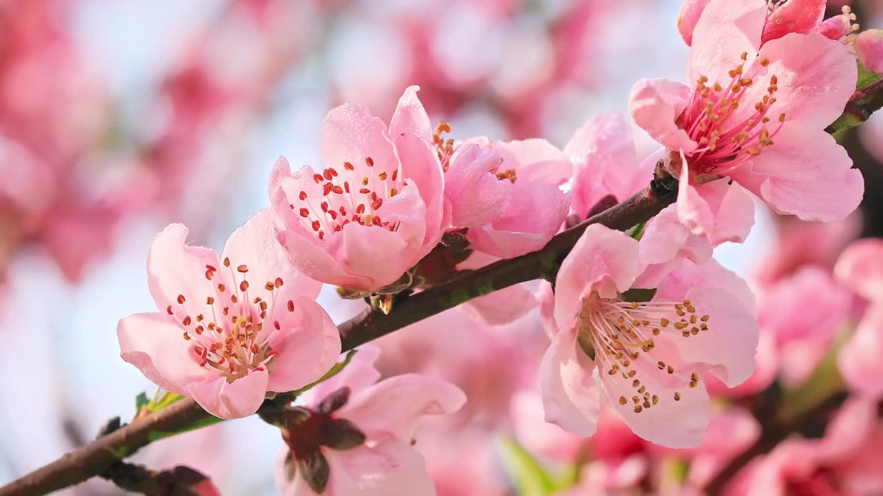 粉红色的桃花在春天盛开视频素材