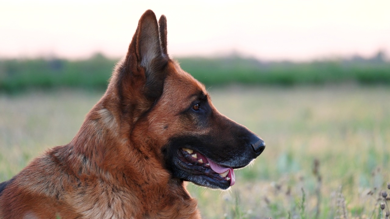 纯种德国牧羊犬在草地上休息。春天的心情与家畜在户外玩耍和盯着镜头视频素材