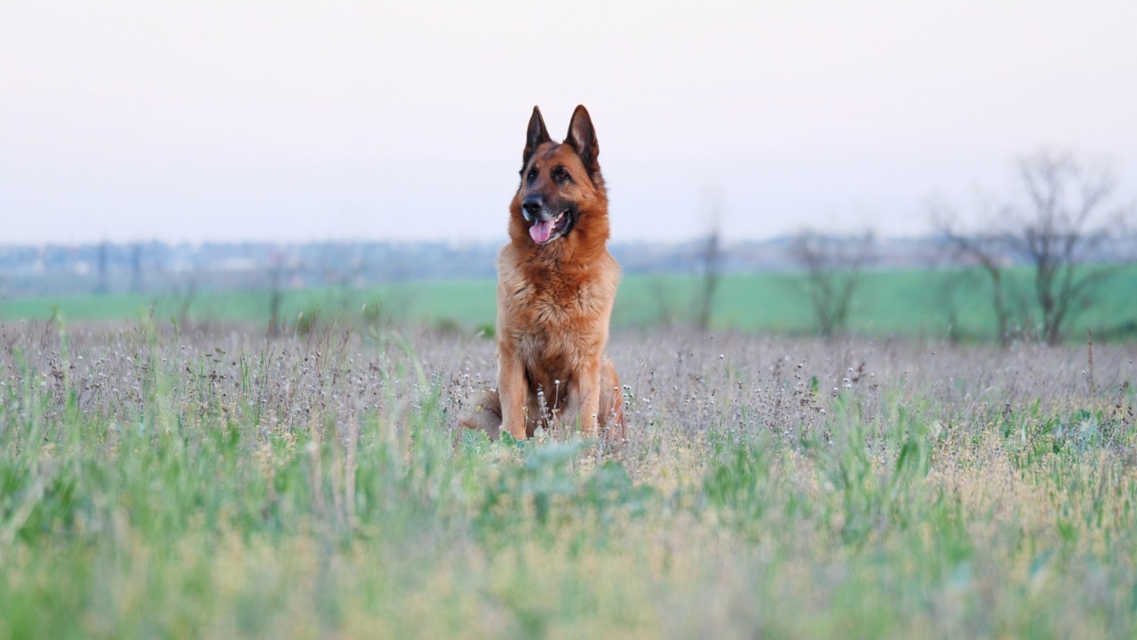 纯种德国牧羊犬在草地上休息。春天的心情与家畜在户外玩耍和盯着镜头视频素材