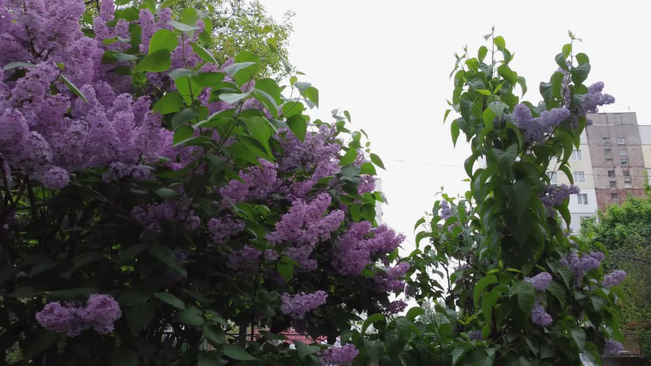 开着花的紫色丁香花的灌木，同时向旁边移动视频素材