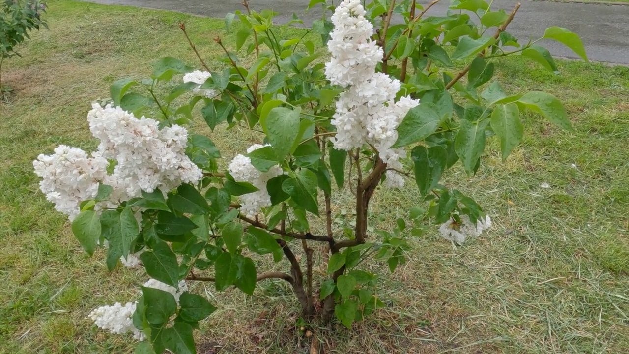 下雨时开白色丁香花的小灌木视频素材