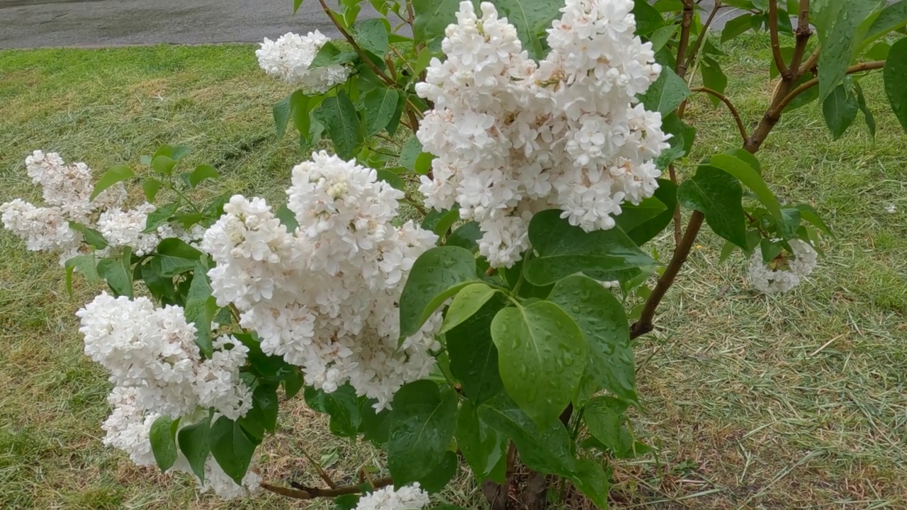 下雨时开白色丁香花的小灌木视频素材