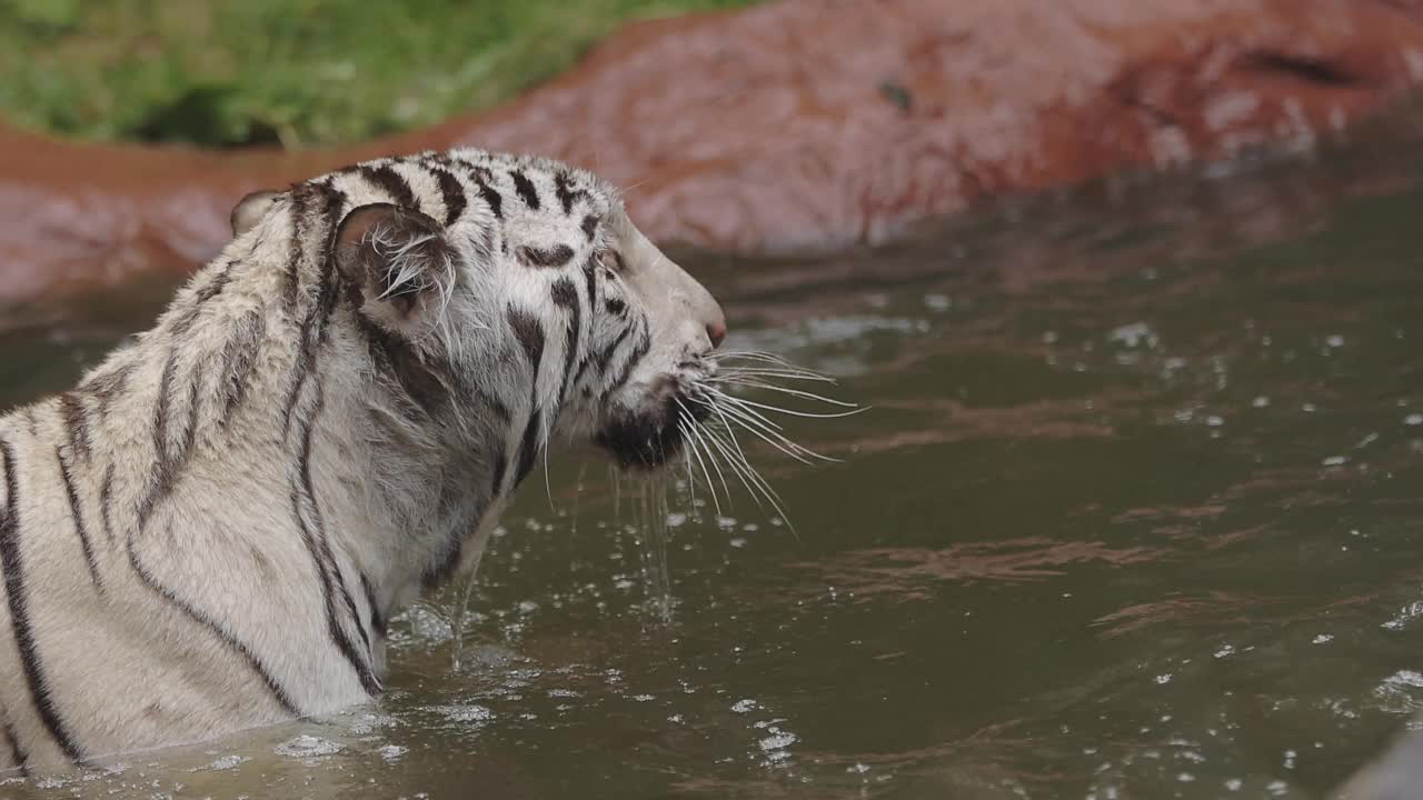 猎人白虎在水里视频素材