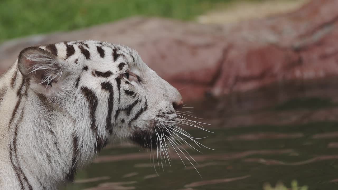 猎人白虎在水里视频素材