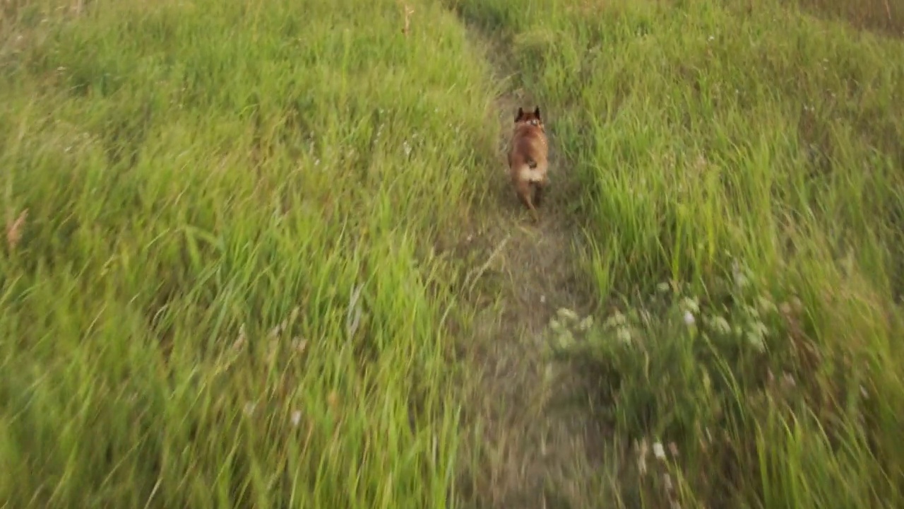 日落时分，法国斗牛犬在草地上奔跑。视频素材