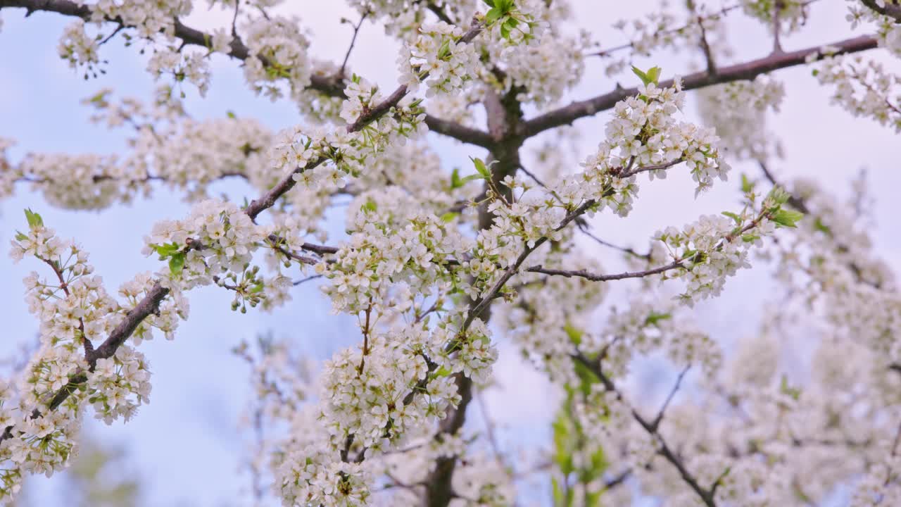 朵朵樱花在阴天的背景。视频素材