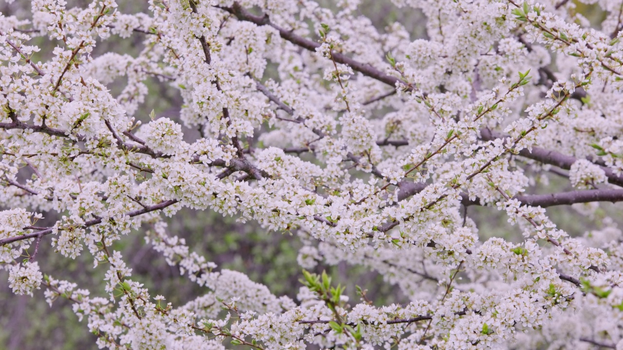 花园里盛开的樱花。帧的背景。视频素材