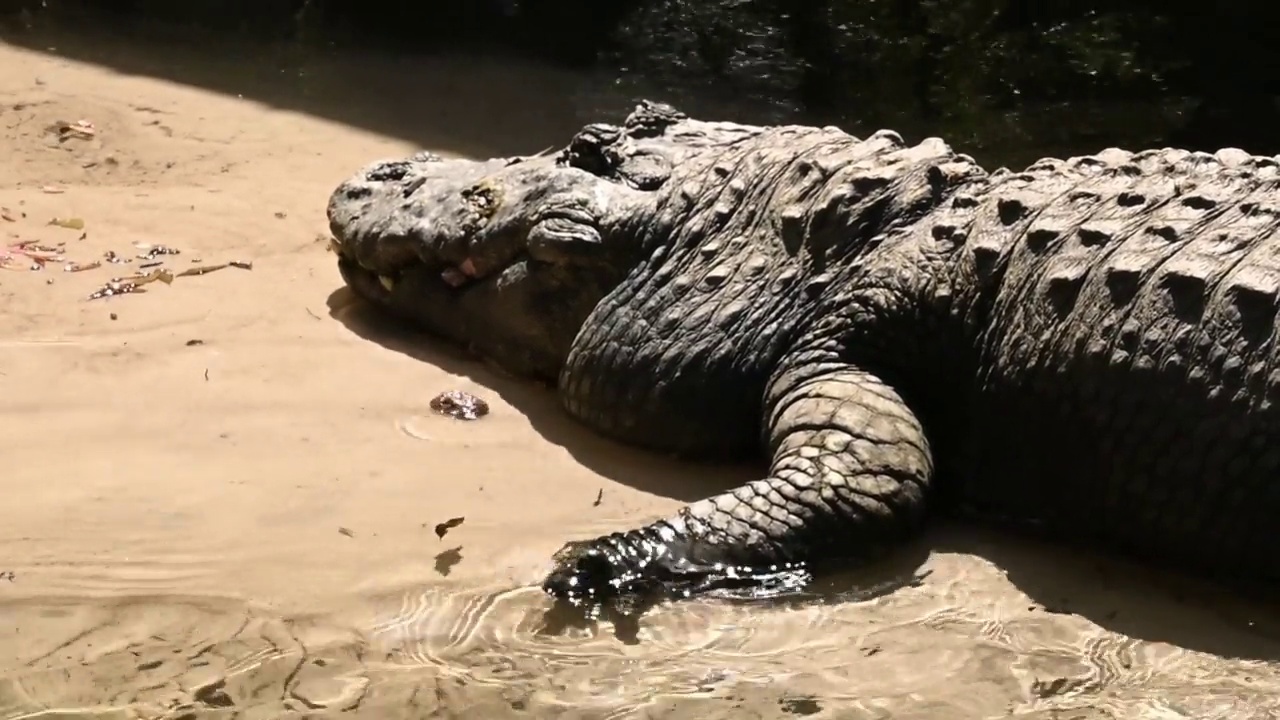 美洲鳄鱼栖息在水边的沙滩上视频素材