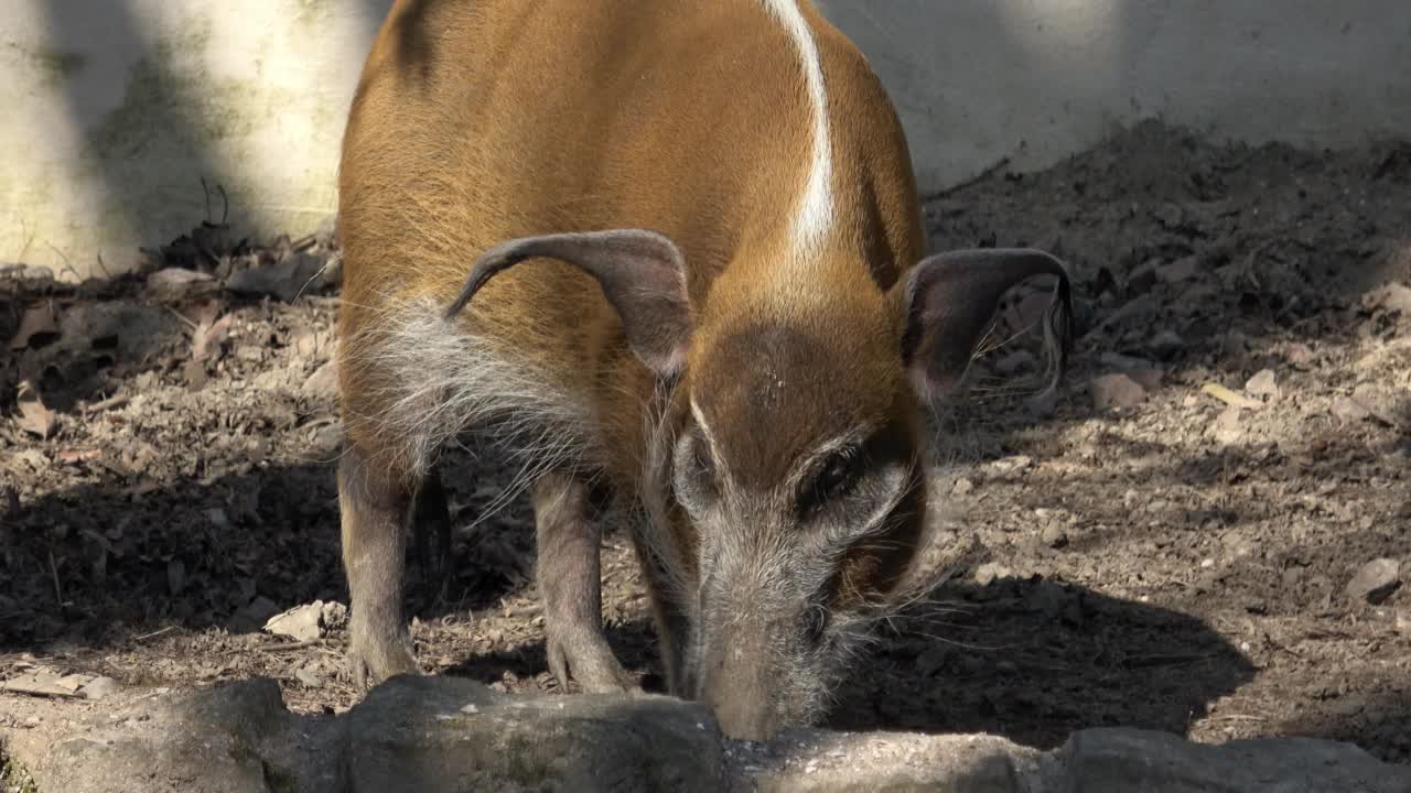 寻找食物的红河猪(Potamochoerus porcus)。视频素材